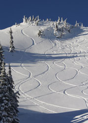 pristine powder with ski trails pristine powder with ski trails