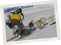 4 dog Siberian purebred team leaving the chutes 4 dog Siberian purebred team leaving the chutes