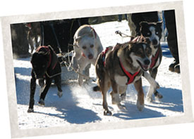 canmore sled dog races