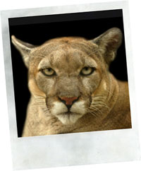 Cougar Cougar