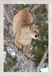 Cougar Cougar