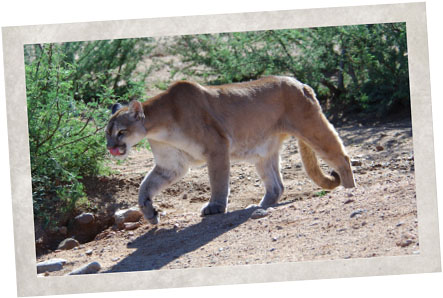 Cougar Cougar