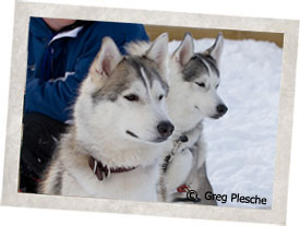 siberian purebred huskies